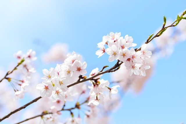 桜の花🌸