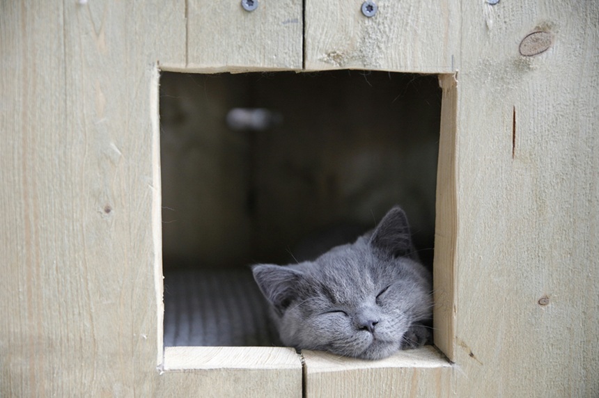 快適な猫